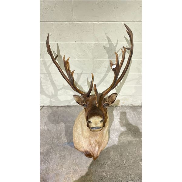 TAXIDERMY ELK HEAD WITH ANTLERS (36" FROM BASE TO TIP OF NOSE, 22" ANTLER LENGTH)