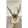 Image 1 : TAXIDERMY ELK HEAD WITH ANTLERS (36" FROM BASE TO TIP OF NOSE, 22" ANTLER LENGTH)
