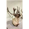 Image 2 : TAXIDERMY ELK HEAD WITH ANTLERS (36" FROM BASE TO TIP OF NOSE, 22" ANTLER LENGTH)