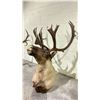 Image 3 : TAXIDERMY ELK HEAD WITH ANTLERS (36" FROM BASE TO TIP OF NOSE, 22" ANTLER LENGTH)