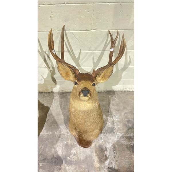 TAXIDERMY DEER HEAD WITH ANTLERS (26" FROM BASE TO TIP OF NOSE, 16" ANTLER LENGTH)