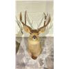 Image 1 : TAXIDERMY DEER HEAD WITH ANTLERS (26" FROM BASE TO TIP OF NOSE, 16" ANTLER LENGTH)