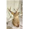 Image 2 : TAXIDERMY DEER HEAD WITH ANTLERS (26" FROM BASE TO TIP OF NOSE, 16" ANTLER LENGTH)