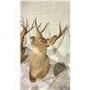 Image 3 : TAXIDERMY DEER HEAD WITH ANTLERS (26" FROM BASE TO TIP OF NOSE, 16" ANTLER LENGTH)