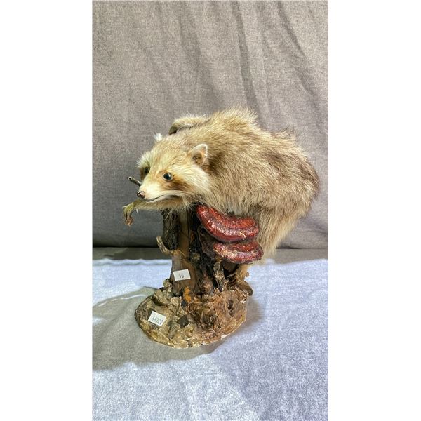 TAXIDERMY RACCOON ON STUMP WITH MUSHROOMS 16" TALL