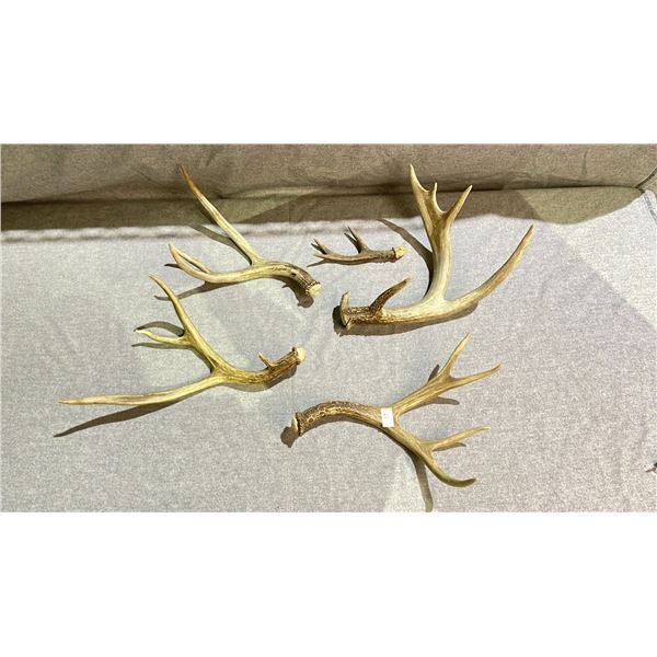 ASSORTED ANTLERS
