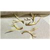Image 1 : ASSORTED ANTLERS