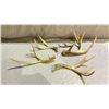 Image 2 : ASSORTED ANTLERS