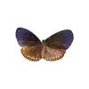 Image 2 : Euploea Mulciber Southeast Asian Butterfly In Shadow Box