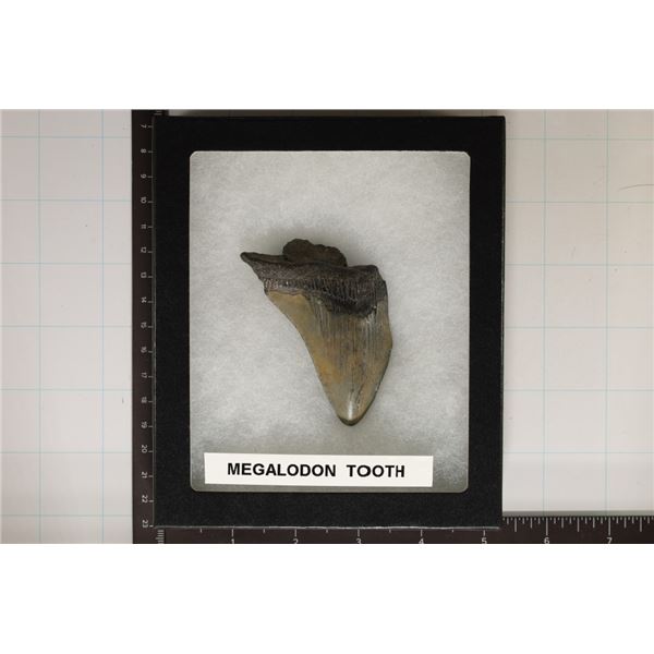 MEGALODON TOOTH 3" X 2.25" IN RIKER DISPALY BOX