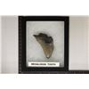 Image 1 : MEGALODON TOOTH 3" X 2.25" IN RIKER DISPALY BOX