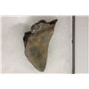 Image 2 : MEGALODON TOOTH 3" X 2.25" IN RIKER DISPALY BOX