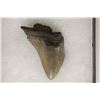 Image 3 : MEGALODON TOOTH 3" X 2.25" IN RIKER DISPALY BOX