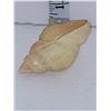 Image 3 : Antique Royal Worcester Conch Shell Figurine