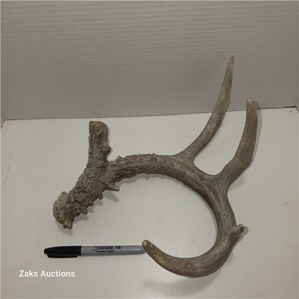 White Tail / Mule Deer Antler Shed