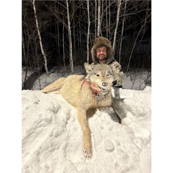 ONTARIO: TIMBER WOLF HUNT FOR 2 HUNTERS