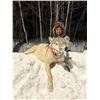 Image 1 : ONTARIO: TIMBER WOLF HUNT FOR 2 HUNTERS