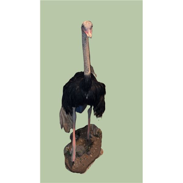 FULL-MOUNT OSTRICH