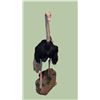 Image 1 : FULL-MOUNT OSTRICH