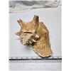 Image 2 : 10'" Seashell