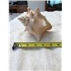 Image 2 : Conch seashell fromThe Bahamas. 6” (15.5 cm) wide x 5.5” (14.5 cm) tall. A few nat