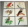 Image 1 : Vintage Avian Themed Corked-backed Placemats   Hiline
