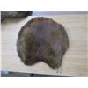 Image 2 : beaver hide