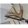 Image 2 : Pair of cut moose antlers- with original tags