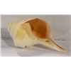 Image 1 : LARGE CONCH SHELL MEASURES 20"