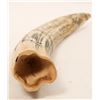 Image 3 : Fakeshaw Walrus Tusk Ships Niger and Sea Fox Scrimshaw Reproduction [189883]