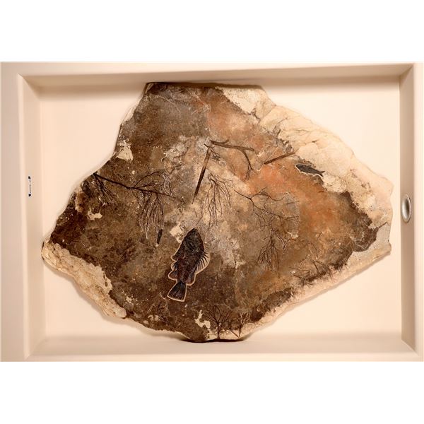 Fossils of Fish Green River Formation [184088]