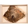 Image 1 : Fossils of Fish Green River Formation [184088]