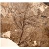 Image 3 : Fossils of Fish Green River Formation [184088]