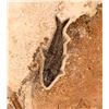 Image 4 : Fossils of Fish Green River Formation [184088]