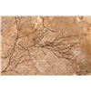 Image 6 : Fossils of Fish Green River Formation [184088]