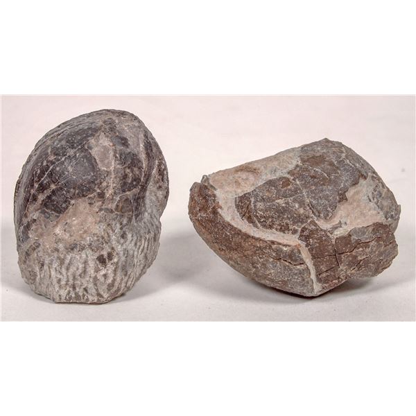 Dinosaur Eggs from China (2) [193420]
