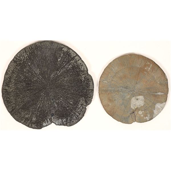 Pyritized Sand Dollars, Ohio (2) [191801]