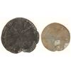 Image 1 : Pyritized Sand Dollars, Ohio (2) [191801]