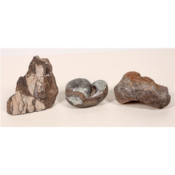 Fossils Dinosaur Bones, Brachiopod (3) [192840]