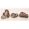 Image 1 : Fossils Dinosaur Bones, Brachiopod (3) [192840]