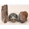 Image 3 : Fossils Dinosaur Bones, Brachiopod (3) [192840]