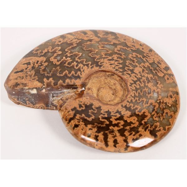 Polished Ammonite Fossil [193302]
