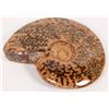 Image 1 : Polished Ammonite Fossil [193302]
