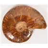 Image 2 : Polished Ammonite Fossil [193302]