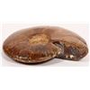 Image 3 : Polished Ammonite Fossil [193302]