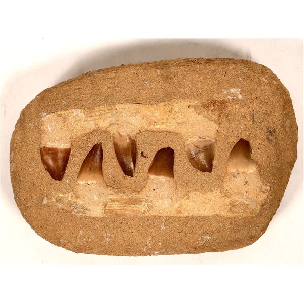 Shark Partial Jaws with Teeth Fossil [190567]