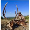 Image 2 : Axis of Excellence: Free-Range Trophy Hunt in the Texas Hill Country