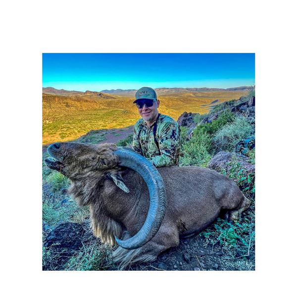 Desert Ram: Aoudad Hunt with Ahrens Ranch & Wildlife