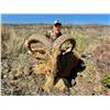 Image 3 : Desert Ram: Aoudad Hunt with Ahrens Ranch & Wildlife