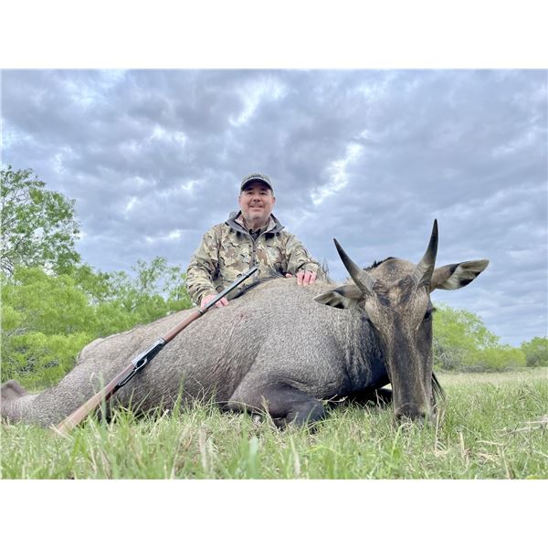 Royal Pursuit: Nilgai Hunt at the Iconic King Ranch